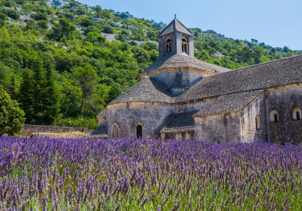 A beautiful lavender field in Provence, France